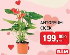 ANTORYUM ÇİÇEK